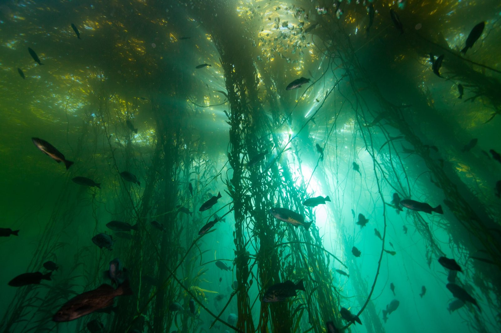 ព្រៃ kelp អាចត្រូវបានគេមើលឃើញនៅឆ្នេរសមុទ្រនៃរដ្ឋកាលីហ្វ័រញ៉ា។ ព្រៃ Kelp គឺជាជម្រកដ៏សំខាន់សម្រាប់ប្រភេទសត្វរាប់រយប្រភេទ