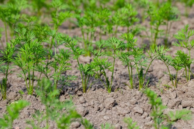 2452488-champ-agricole.jpeg