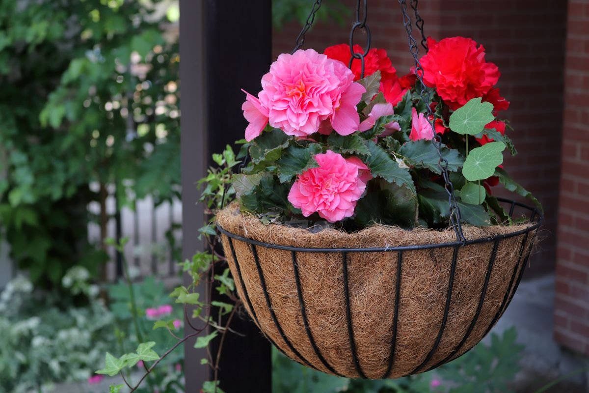 ការបង្ហាញដ៏ស្រស់ស្អាតនៃ begonias ដ៏ស្រស់ស្អាតនៅក្នុងកន្ត្រកព្យួរមួយ។