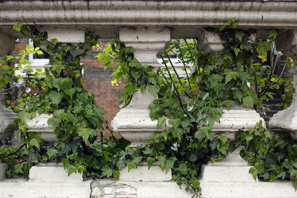 Hedera helix ដែលត្រូវបានគេស្គាល់ជាទូទៅថាជាភាសាអង់គ្លេស ivy គឺជារុក្ខជាតិផ្កានៅក្នុងគ្រួសារ Araliaceae ដែលមានដើមកំណើតនៅអឺរ៉ុបនិងផ្នែកខ្លះនៃអាស៊ីខាងលិច។ វា​ជា​រុក្ខជាតិ​ឡើង​ភ្នំ​បៃតង​ដែល​អាច​ឡើង​លើ​ផ្ទៃ​ដី ឬ​ដុះ​ជា​គម្រប​ដី ហើយ​ច្រើន​តែ​ប្រើ​ជា​រុក្ខជាតិ​លម្អ​ក្នុង​សួនច្បារ។