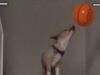 យោងតាមសត្វឆ្កែ Air Corgi, Wembanyama និង Spurs នឹងក្លាយជាម្ចាស់ជើងឯក NBA