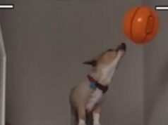 យោងតាមសត្វឆ្កែ Air Corgi, Wembanyama និង Spurs នឹងក្លាយជាម្ចាស់ជើងឯក NBA