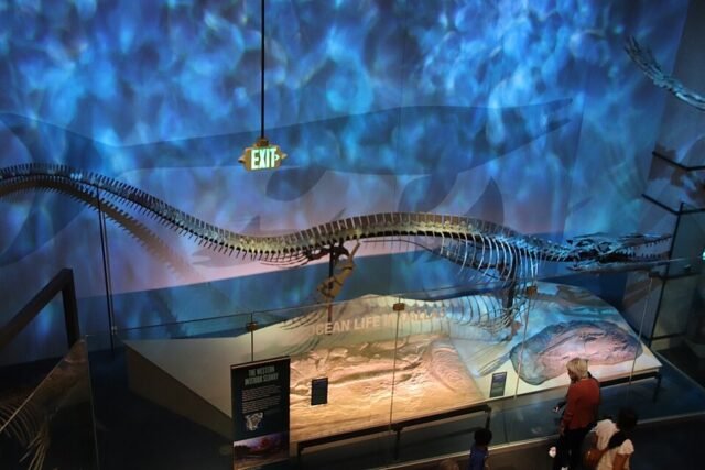 960px-Tylosaurus_rex_holotype.jpg
