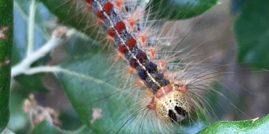     សត្វដង្កូវនាង Bombyx មិនមានរោមក្រិនទេ ប៉ុន្តែវាមានចំណង់អាហារច្រើន។