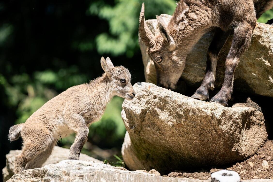 កុមារគឺជាកូនរបស់ ibexes ពពែភ្នំដែលជារឿងធម្មតានៅក្នុង Mercantour ។