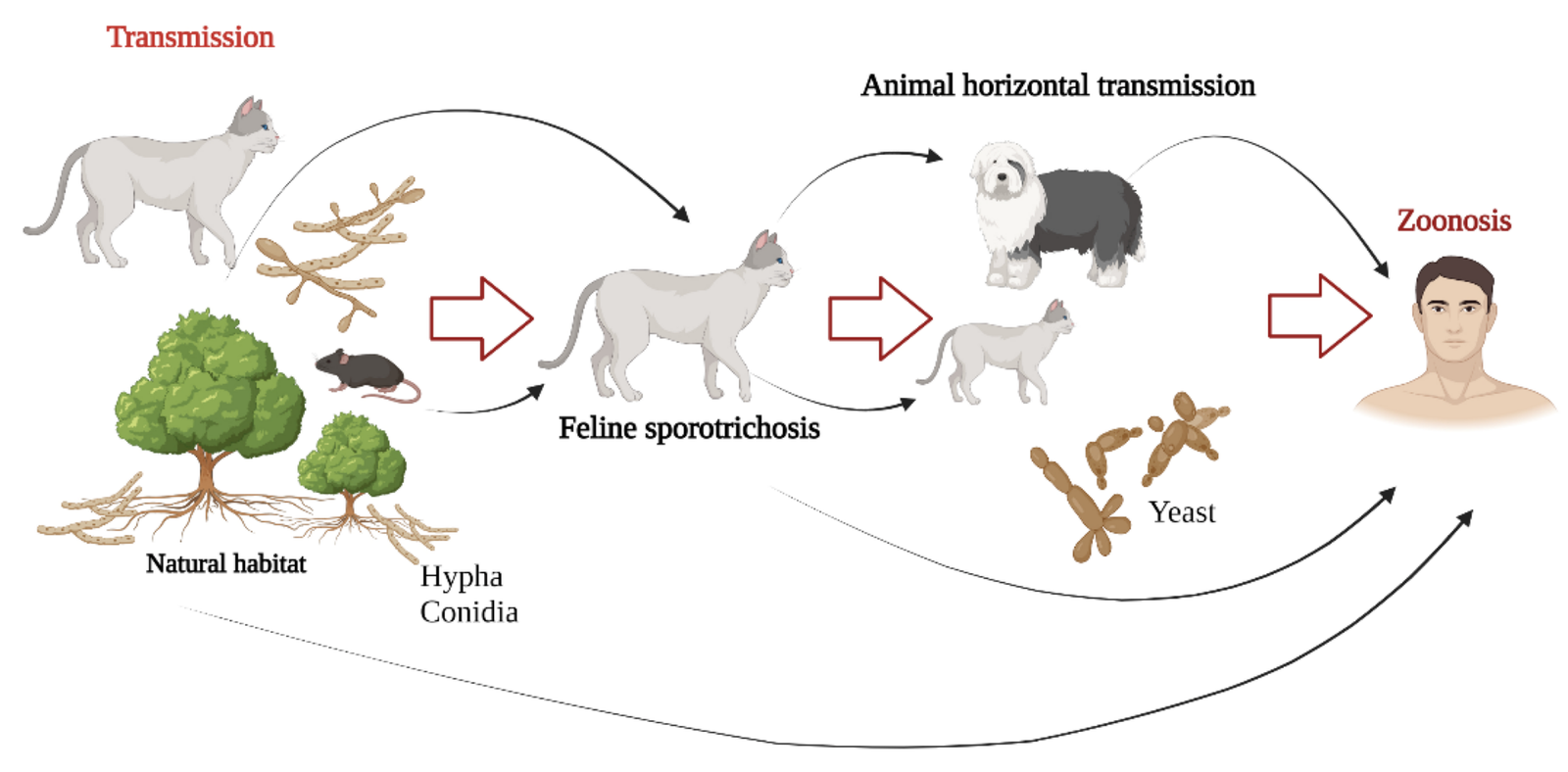 របៀបដែល sporotrichosis រីករាលដាលដល់មនុស្ស