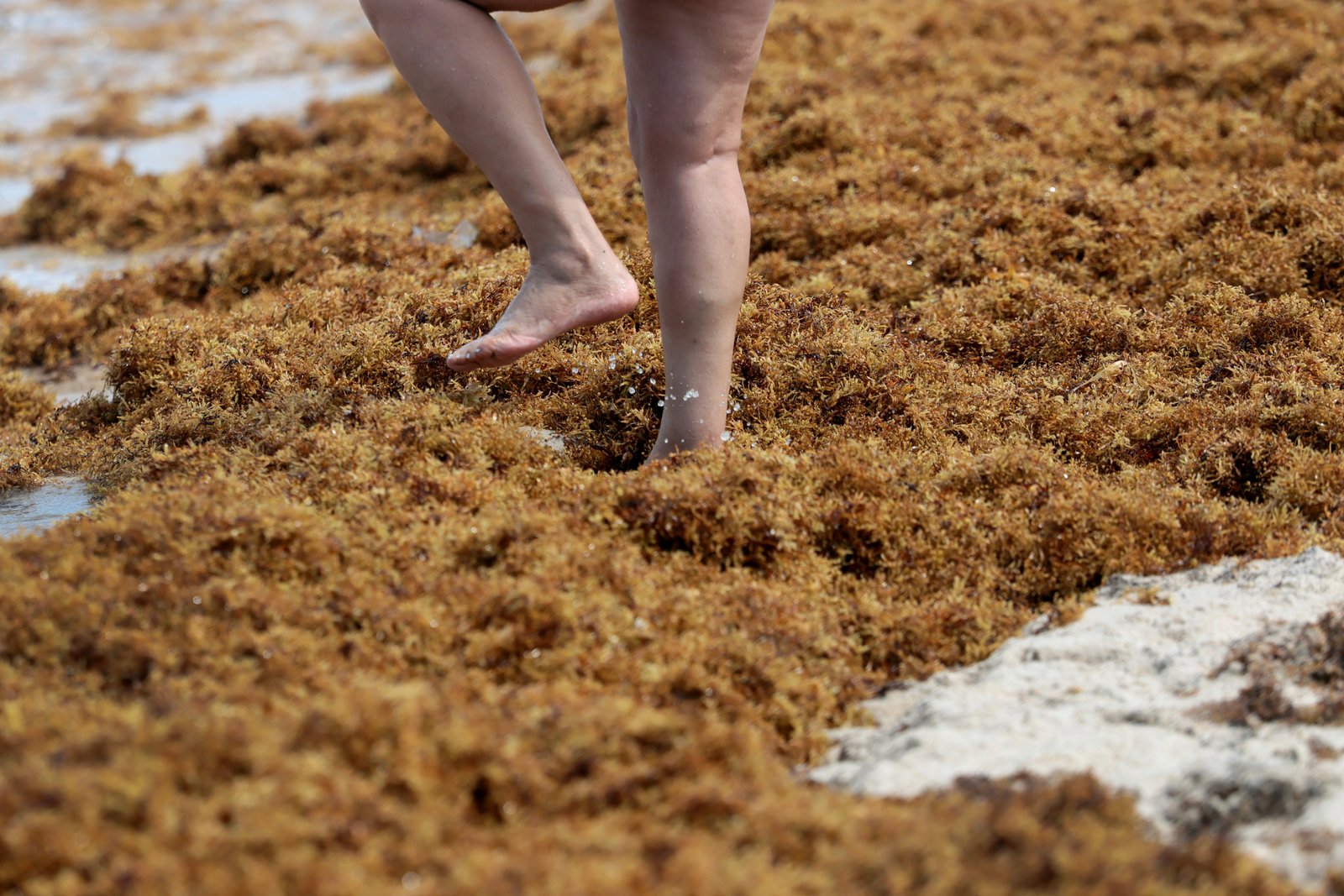 សត្វតូចៗដែលរស់នៅក្នុង sargassum អាចបណ្តាលឱ្យមានកន្ទួលលើស្បែក និងពងបែក