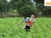 ប្រទេសឥណ្ឌាស្នើឱ្យអ្នកផ្គត់ផ្គង់អ៊ុយរ៉ាយសម្រេចបានតម្លៃទាបបំផុតនៅក្នុងការដេញថ្លៃ NFL ដើម្បីកាត់បន្ថយថ្លៃដើមឧបត្ថម្ភធន