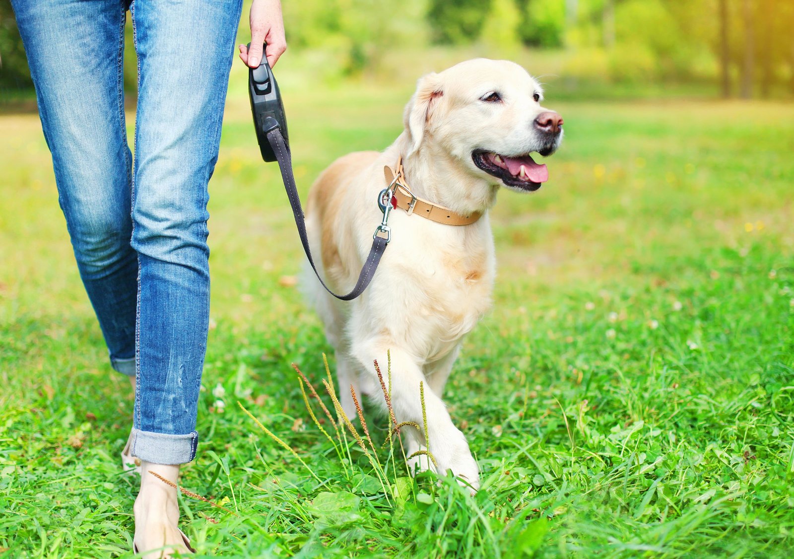 Golden Retrievers ត្រូវបានគេស្គាល់ថាសម្រាប់ធម្មជាតិមិត្តភាពរបស់ពួកគេ។
