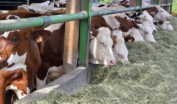 La Ferme de la Petite Prairie មានគោទឹកដោះគោ 40 ក្បាលនៅក្នុងក្រោលរបស់វា សរុបចំនួន 80 ក្បាល។ ទឹកដោះគោ​ត្រូវ​បាន​គេ​ផលិត​នៅ​ទីនោះ ដែល​ខ្លះ​ត្រូវ​បាន​គេ​កែច្នៃ​នៅ​នឹង​កន្លែង​ទៅ​ជា​ទឹកដោះគោ​ជូរ ឈីស​ក្រែម ឈីស​ក្រែម និង​ឈីស​ក្រែម។ រូបថតរបស់ Jean-Christophe Meyer