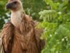 សត្វត្មាត Griffon នឹងត្រលប់ទៅទឹកដីដើមវិញ។
