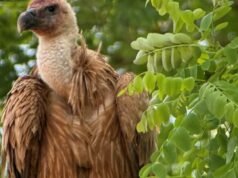 សត្វត្មាត Griffon នឹងត្រលប់ទៅទឹកដីដើមវិញ។