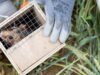 Stützheim-Offenheim ។ hamsters ធំប្រហែលហុកសិបត្រូវបានដោះលែងដើម្បីបង្កើនវត្តមានរបស់ប្រភេទសត្វ