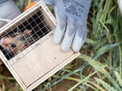 Stützheim-Offenheim ។ hamsters ធំប្រហែលហុកសិបត្រូវបានដោះលែងដើម្បីបង្កើនវត្តមានរបស់ប្រភេទសត្វ