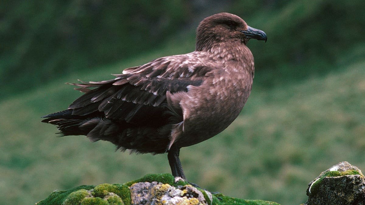 Southern Skua ឈរនៅលើថ្ម moss នៅលើកោះ Macquarie
