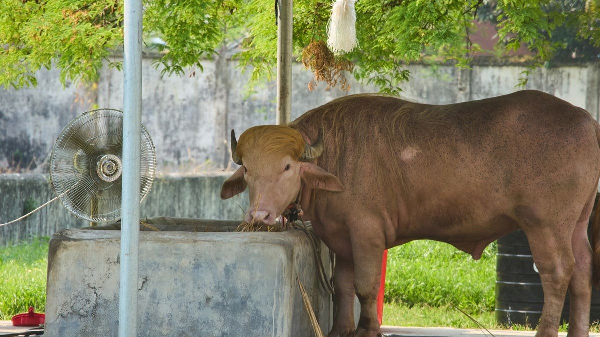 ក្របី​អាល់ប៊ីណូ​ដ៏​កម្រ​មួយ​ក្បាល​ដែល​ដាក់​ឈ្មោះ​តាម​លោក Donald Trump ដោយ​សារ​តែ​សាច់​ពណ៌​ទង់ដែង​ប្លែក​ពី​គេ​ឈរ​នៅ​ក្នុង​របង​សួន​សត្វ​ជាតិ​ក្នុង​ក្រុង Dhaka ប្រទេស​បង់ក្លាដែស។