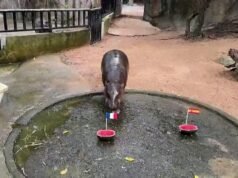 វីដេអូ។ Pygmy hippopotamus នៅប្រទេសថៃ ទស្សន៍ទាយការប្រកួត World Cup វគ្គផ្តាច់ព្រ័ត្រ រវាងបារាំង និងអាហ្សង់ទីន
