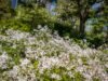 Gillenia trifoliata មានអាយុច្រើនឆ្នាំទន់ភ្លន់និងរឹងមាំ