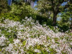 Gillenia trifoliata មានអាយុច្រើនឆ្នាំទន់ភ្លន់និងរឹងមាំ