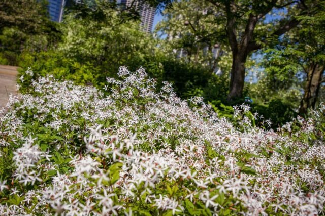 1783231552_2471897-gillenia-trifoliata-convient-aussi-bien-aux-jardin.jpeg
