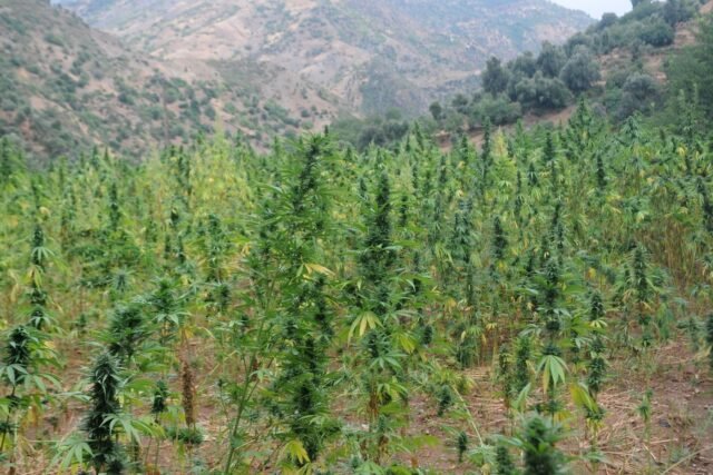 1783240917_2479417-alors-qu-en-2003-la-culture-illegale-de-cannabis-d.jpg