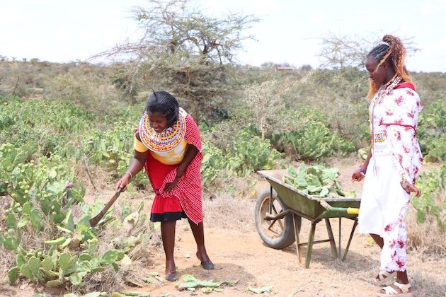 1783611002_Mrs.-Petroline-Masaine-right-and-her-neighbor-harvest-cactus-preparing-it-for-processing.jpeg