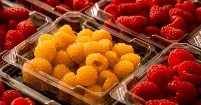 1783795923_35936cd_ftp-1-izs70nwoqtl0-fronted-14-calif-berry-grower.JPG