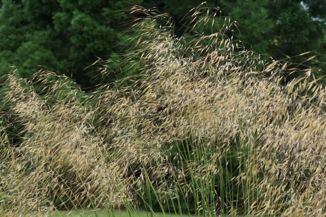 1783836953_2486608-stipa-gigantea-tolere-la-secheresse-et-peut-mesure.jpeg