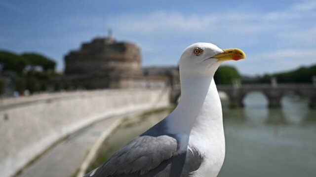 1784136893_0_ITALY-TOURISM-ANMAL-ENVIRONEMENT.jpg