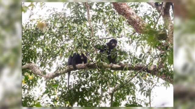 1784318931_Colobus-congoensis-nouvelle-espece-de-singe-decouverte-2321627.jpg