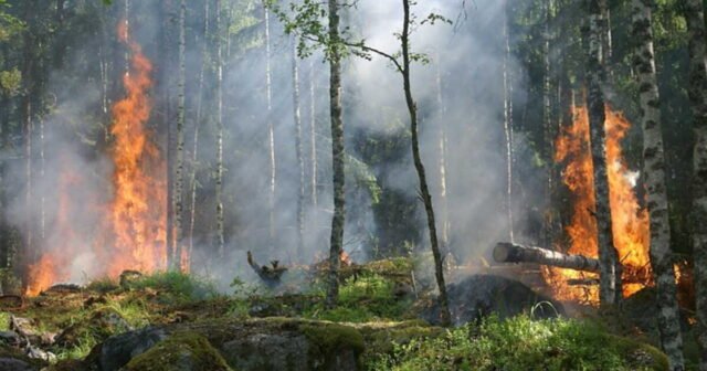 1785084844_incendies-en-gironde-une-cellule-de-crise-economique-va-etre-ouverte-pour-soutenir-les-entreprises-s.jpeg