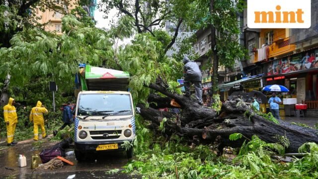 20260705-MUM-RS-MN-Tree-Matunga-008-0_1783267321784_1783267333162_15067fc5-37b5-4027-97e0-31246a9c57.jpeg