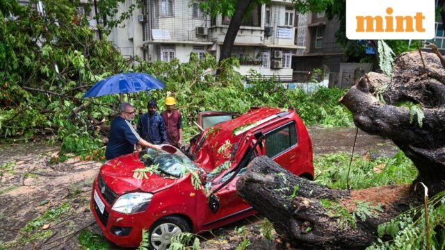20260705-MUM-RS-MN-Tree-Shivaji-Park-014-0_1783304117478_1783304138757_42fb4280-6c34-4025-a6d5-c86bf.jpeg