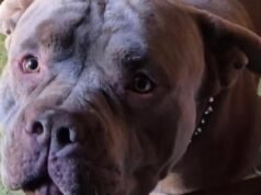 Pit Bull ដ៏ធំសម្បើមបន្ទាប់ពីបានសម្លាប់សត្វចិញ្ចឹម និងធ្វើឱ្យបុរសម្នាក់រងរបួសក្នុងការវាយប្រហារ ‘សុបិន្តអាក្រក់’