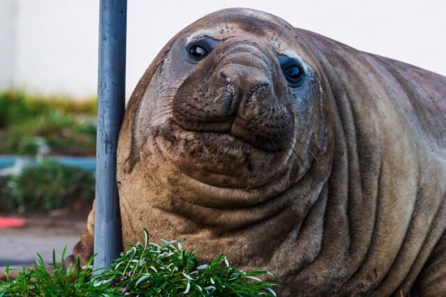 Australia_Neil_the_Seal_495_9.jpg