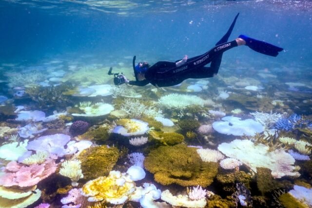 FILES-AUSTRALIA-ENVIRONMENT-CLIMATE-REEF-nthe7daq.jpeg