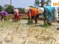 គម្លាតនៃការសាបព្រួសនៅ Kharif គឺរួមតូច ប៉ុន្តែតំបន់ដែលកំពុងដាំដុះនៅតែទាបជាងកម្រិតកាលពីឆ្នាំមុន