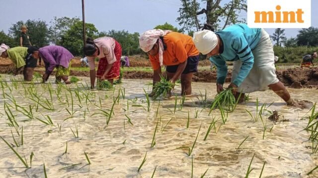 Farmers-plant-paddy-seedlings-in-a-field-during-th_1785161888546_1785161894302_26704c25-e3dc-4b1d-b2.jpeg