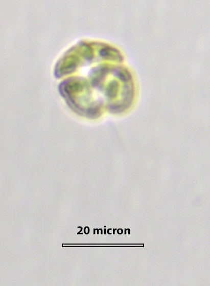 Microalgae នៅក្រោមមីក្រូទស្សន៍
