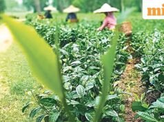 ចម្ការតែ វត្តអារាម និងភ្នំ៖ ហេតុអ្វីបានជាភាគឦសាននៃប្រទេសឥណ្ឌាចាប់អារម្មណ៍អ្នកធ្វើដំណើរឥណ្ឌា