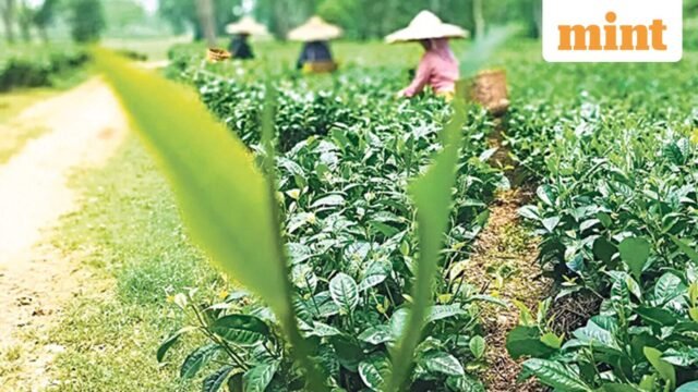 Tea_1731055984839_1782925986382_0a386804-e6b7-4cb8-9b5e-3b808957f2ce.jpg