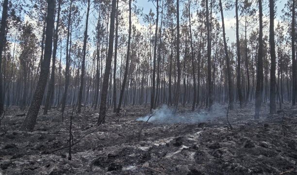 Fumaroles នៅក្នុងព្រៃក្បែរ Lège-Cap-Feret ។ រូបថត EBRA / Alexandra Simard