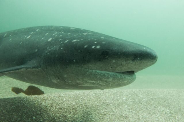 sevengill-shark.jpeg